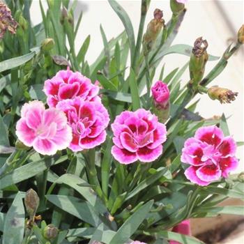 Hvozdík karafiát Pink Kisses 12cm