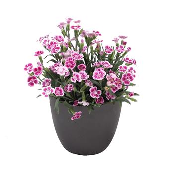 Hvozdík karafiát Pink Kisses květináč 12cm