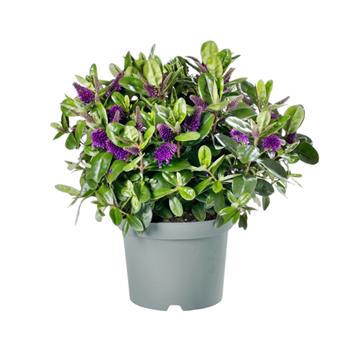 Hebe Addenda® Green Leaf květináč 12cm