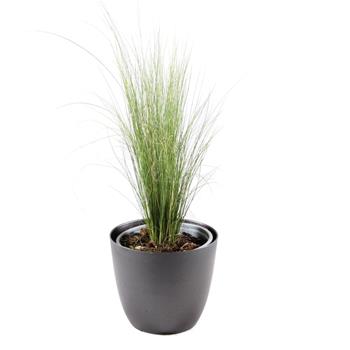 Kavyl péřovitý Pony Tails květináč 12cm