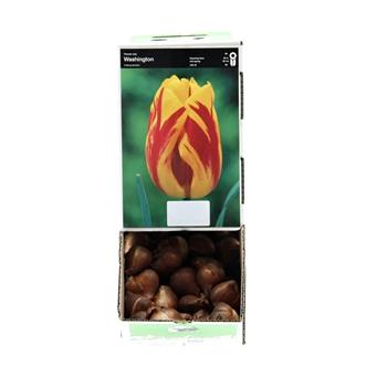 Tulipán Washington 10ks