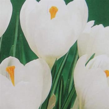 Krokus Jeanne DArc 10ks