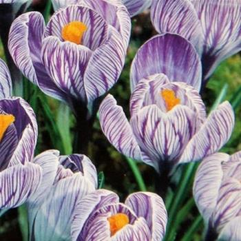 Krokus Pickwick 10ks