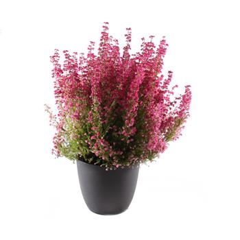 Vřesovec Beauty Queens Květináč 17cm