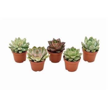 Echevérie MIX květináč 6cm