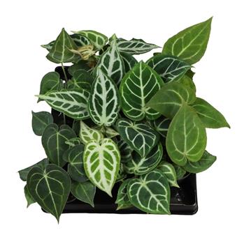 Toulitka mix, květináč 6cm