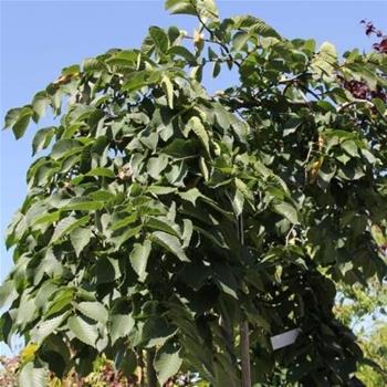Jilm drsný Pendula květináč 30 litrů, obvod kmene 12/14cm, převislý, strom