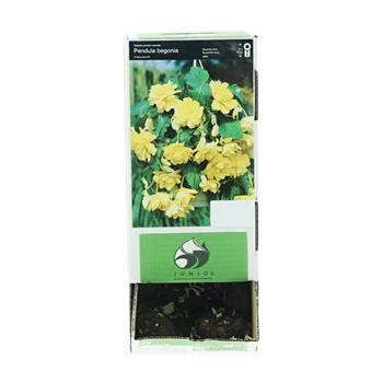 Begonie Cascade Yellow 2ks