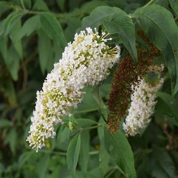 Komule Davidova White Profusion květináč 1,4 litru