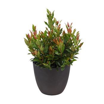Leukothoe Little Flames výška 20/30cm, květináč 2 litry