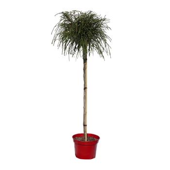 Zerav řasnatý 'Whipcord' kmínek 80cm, květináč 7,5 litru