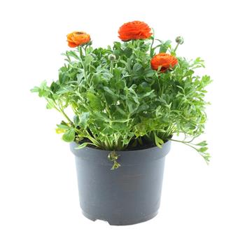 Pryskyřník pivoňkovitý květináč 17cm