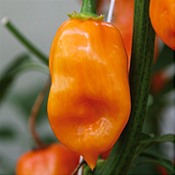 Paprika chilli Habanero Calita Orange neroubované 10,5cm