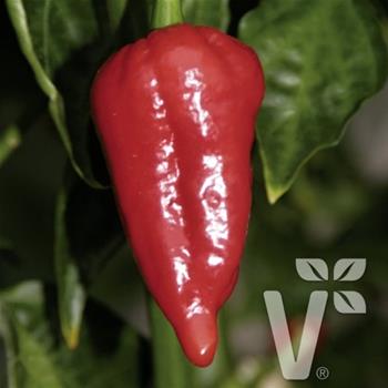 Paprika chilli Dorset Naga Cresto Red neroubované 10,5cm