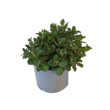 Máta peprná květináč 14cm