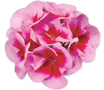 Muškát Calliope Rose Splash 4ks 12cm