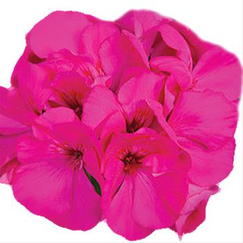 Muškát Calliope Lavender Rose 4ks 12cm