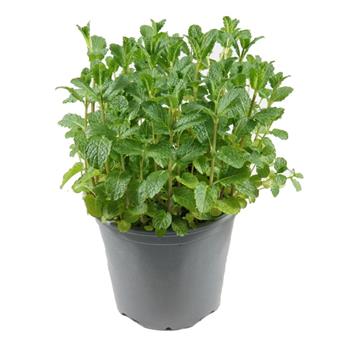 Máta 'Mojito' Mentha květináč 14cm