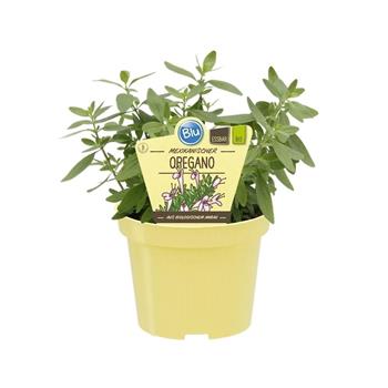 Mexické oregáno BIO, květináč 12cm