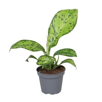 Difenbachie mix květináč 6cm