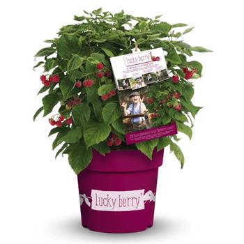 Maliník Lucky Berry květináč 5 litrů, REMONTANTNÍ