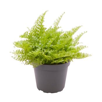 Ledviník mix květináč 6cm
