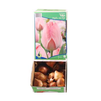 Tulipán Mystic van Eyk 10ks