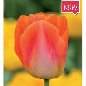 Tulipán Sunrise Dynasty 10ks