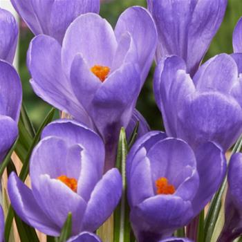 Krokus Grand Maitre 10ks
