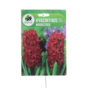 Hyacint Woodstock 3ks