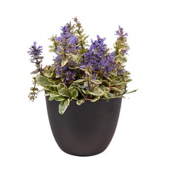 Zběhovec plazivý Princess Nadia květináč 12cm