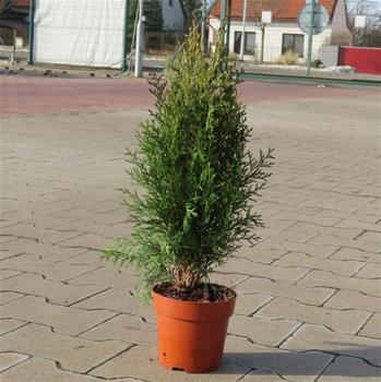 Zerav západní Smaragd květináč 13cm, výška 20/30cm, keř