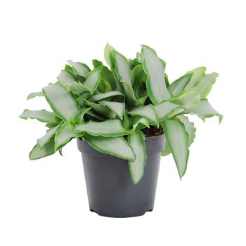 Murdania loriformis P12