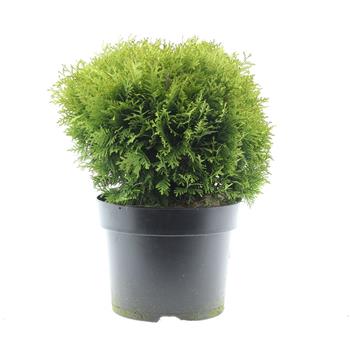 Zerav západní Mirjam® květináč 7,5 litru, průměr 30/40cm, keř