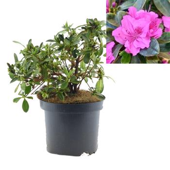 Azalka japonská Königstein květináč 2,5 litru, výška 20/30cm, keř