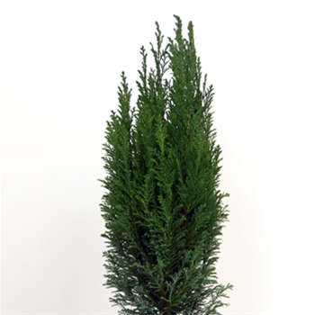 Cypřišek Lawsonův Ellwoodii 5 litrů, 50/60cm