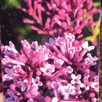 Šeřík Meyerův Flowerfesta Purple® výška 40/60cm, 3,5 litru