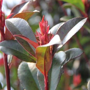 Blýskalka Fraserova Carré Rouge výška 150/+cm, květináč 30 litrů