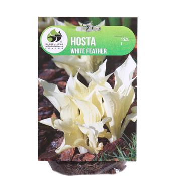 Bohyška White Feather 1ks