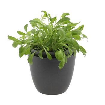Rukola divoká květináč 14cm