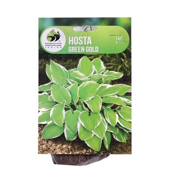 Bohyška Green Gold 1ks