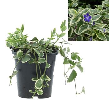 Barvínek větší 'Variegata' 1,4 litru