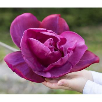 Šácholan Meganolia® květináč 6 litrů, výška 60/80cm, keř