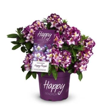 Pěnišník Easydendron Happy Dendron Pushy Purple květináč 16,5 litru, výška 50/60cm, keř