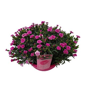 Hvozdík karafiát Pink Kisses miska 8 litrů