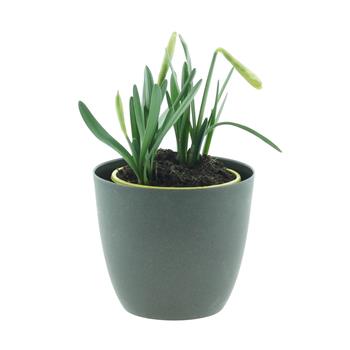 Narcis 'Snow Baby' květináč 9cm