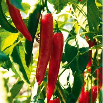Paprika Vectura Red neroubovaná 12cm