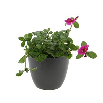 Šrucha mix, květináč 13cm