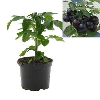 Rajče Purpleboy balkonové, neroubované, květináč 13cm