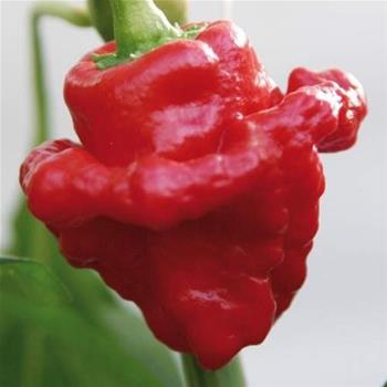 Paprika chilli Scotch Bonnet Amino Red neroubovaná 10,5cm